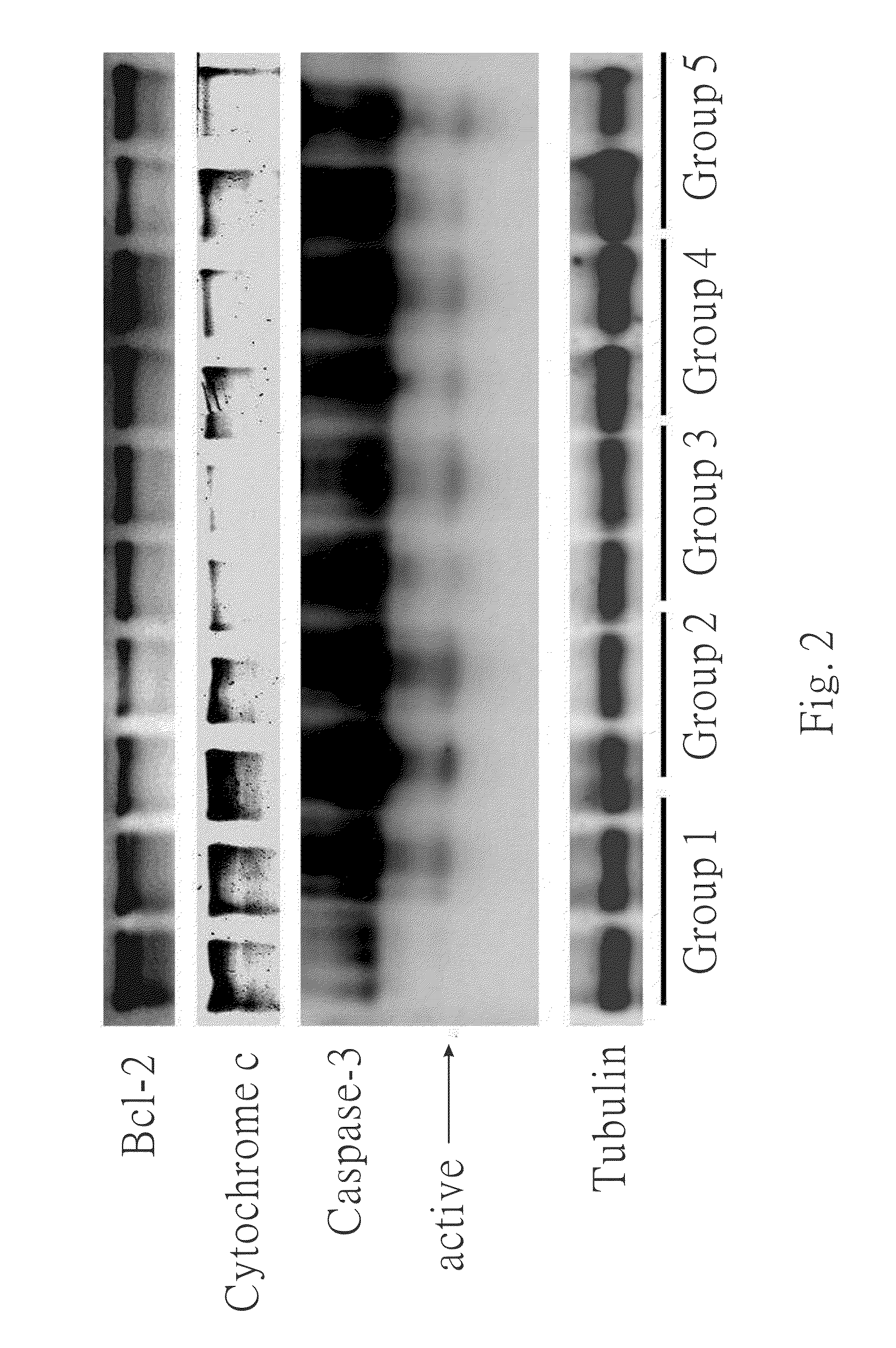 Method for preventing or treating heart diseases by using a composition containing an isolated peptide