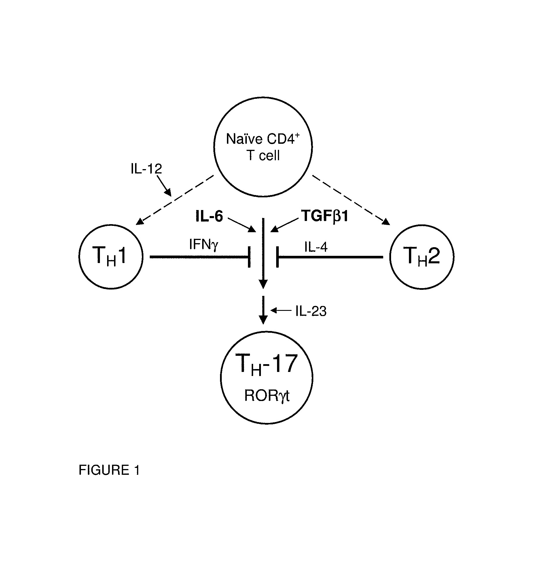 Modulators of retinoid-related orphan receptor gamma