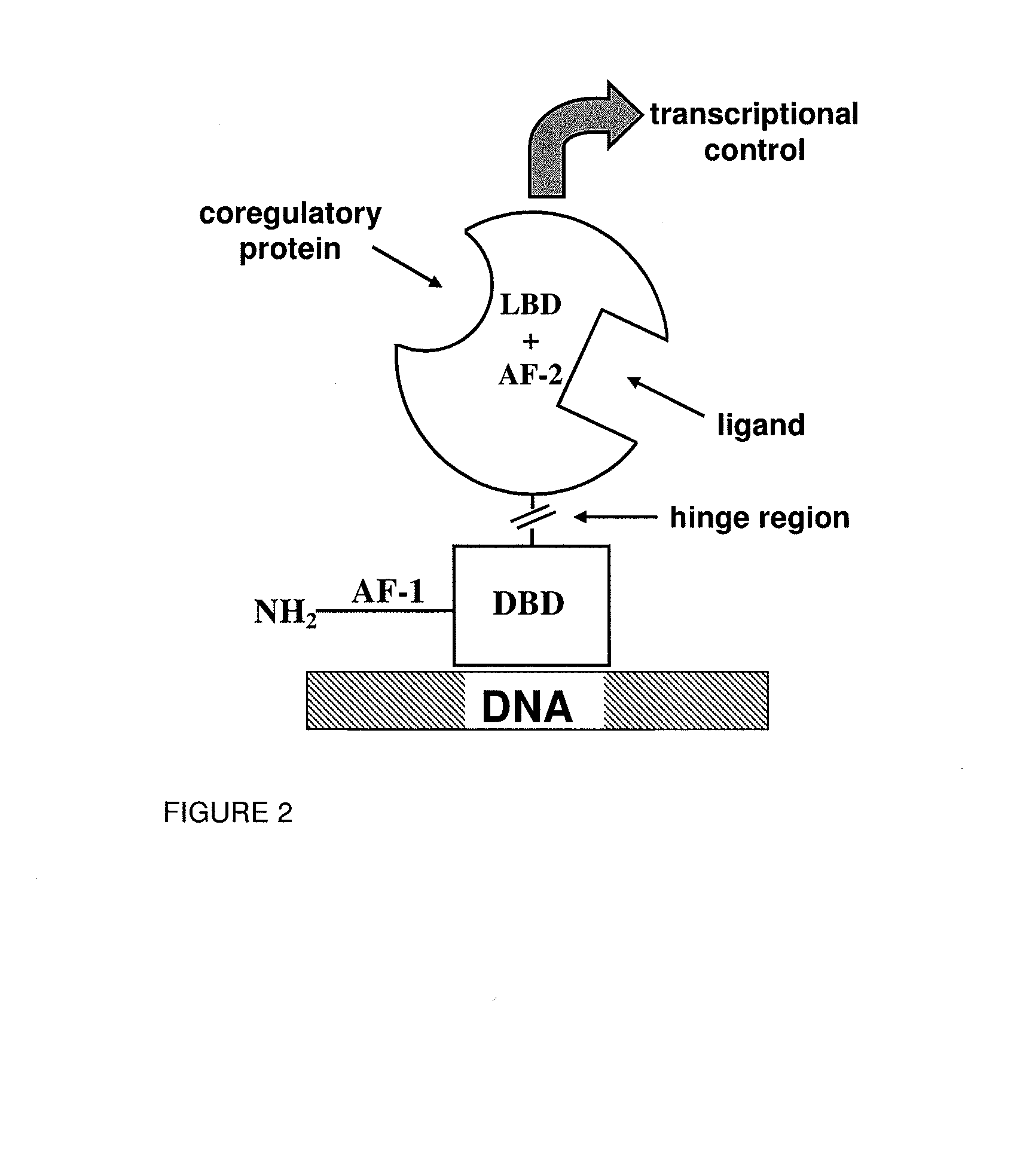 Modulators of retinoid-related orphan receptor gamma