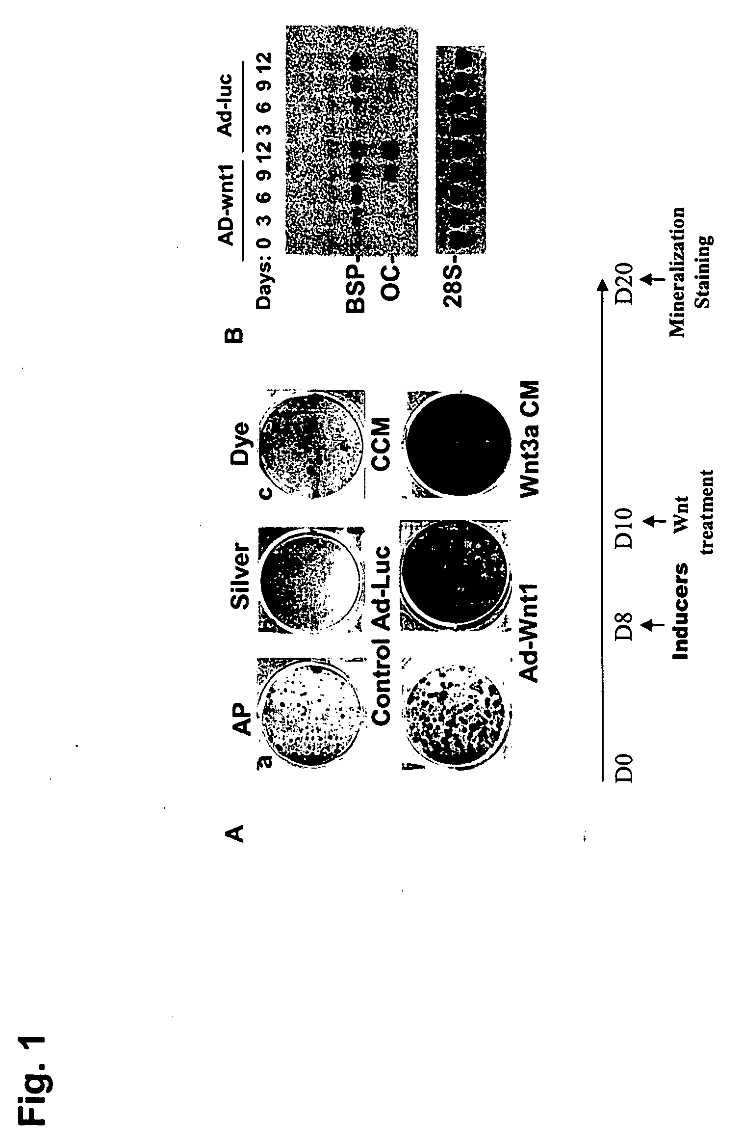 Compositions and methods for the stimulation or enhancement of bone formation and the self-renewal of cells