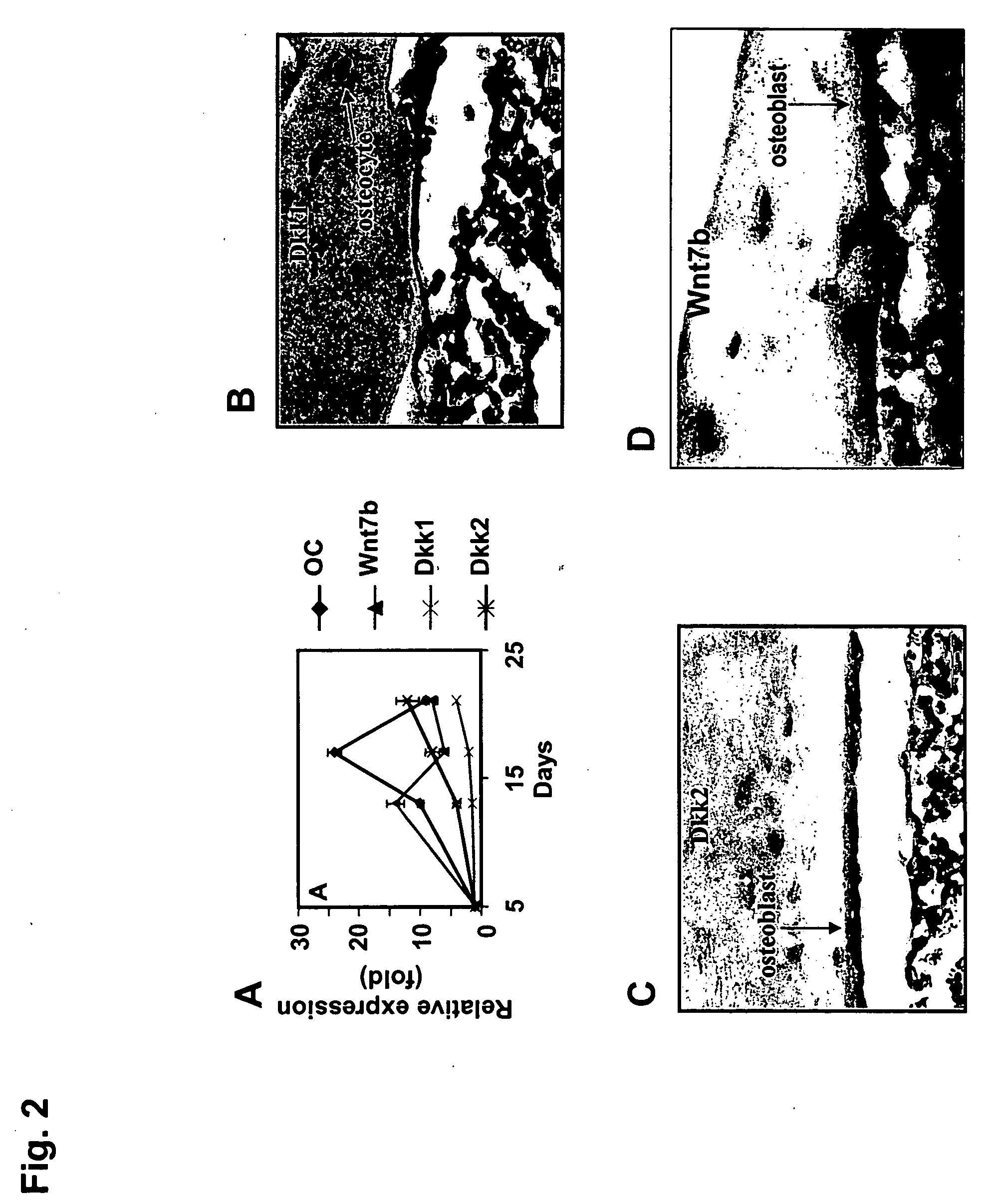 Compositions and methods for the stimulation or enhancement of bone formation and the self-renewal of cells