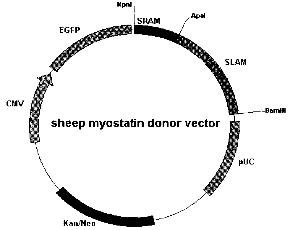 Sheep myostatin gene dondor carrier construction method and its application