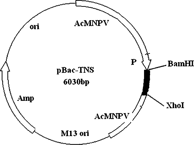 Fusion protein for treating alzheimer's disease and preparation method thereof