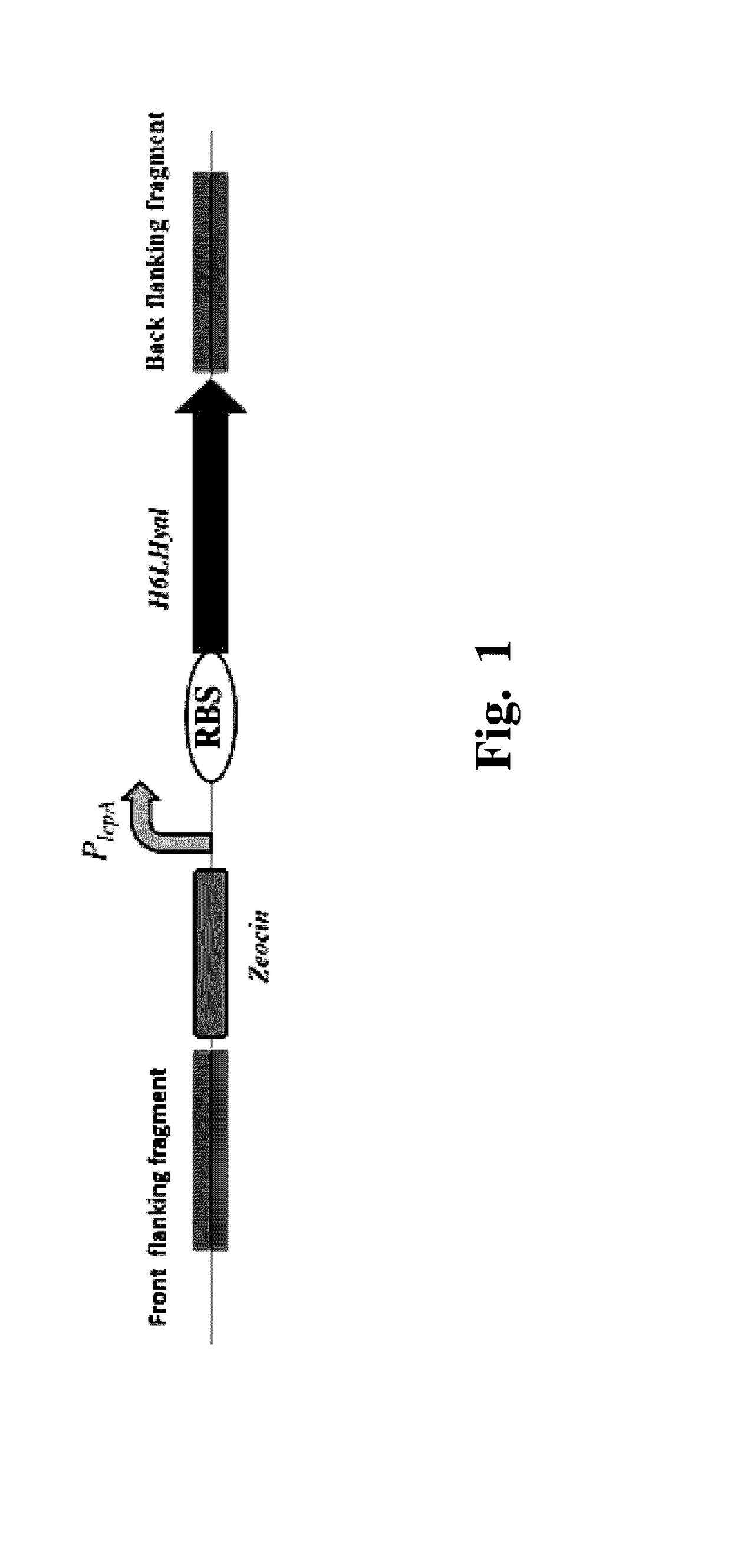 Method of constructing a recombinant Bacillus subtilis that can produce specific-molecular-weight hyaluronic acids