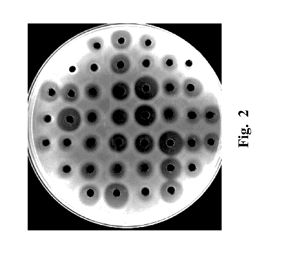 Method of constructing a recombinant Bacillus subtilis that can produce specific-molecular-weight hyaluronic acids