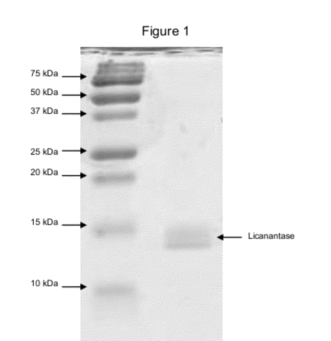 Additive for bioleaching that is substantially made up of the Licanantase lipoprotein, and bioleaching process to which this additive is added to increase the recovery of copper