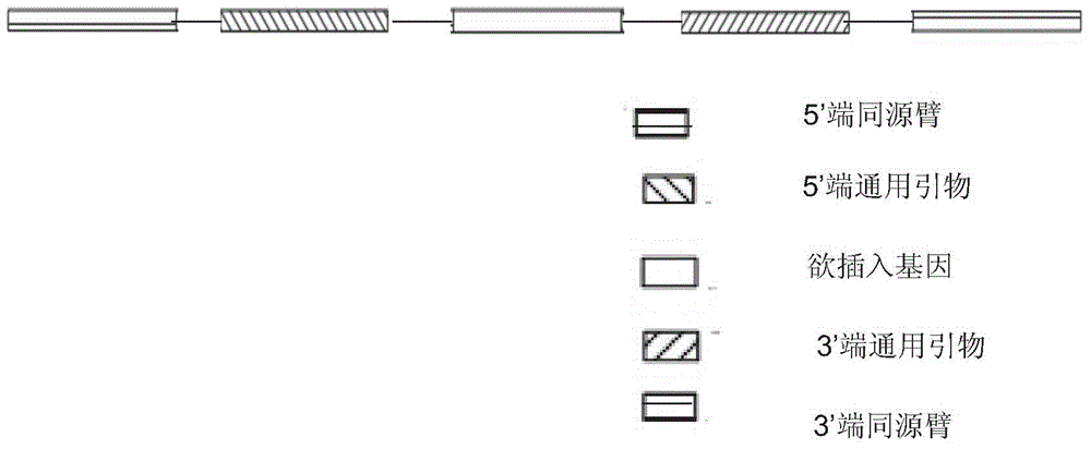 Method for porcine H11 site-specific insertion by using site specific cleavage system