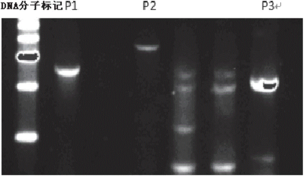 Method for porcine H11 site-specific insertion by using site specific cleavage system