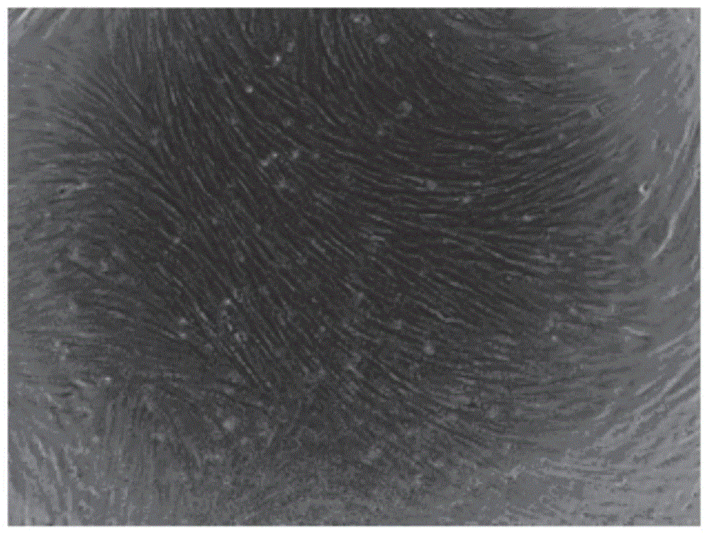 Method for porcine H11 site-specific insertion by using site specific cleavage system