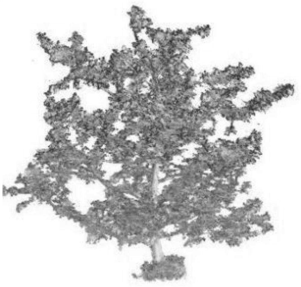 A Pruning Evaluation Method Based on Calculation of Illumination Distribution of Fruit Tree Canopy