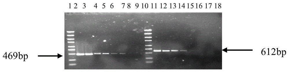 Nested RT-PCR primer group, detection method and kit for CYVCV