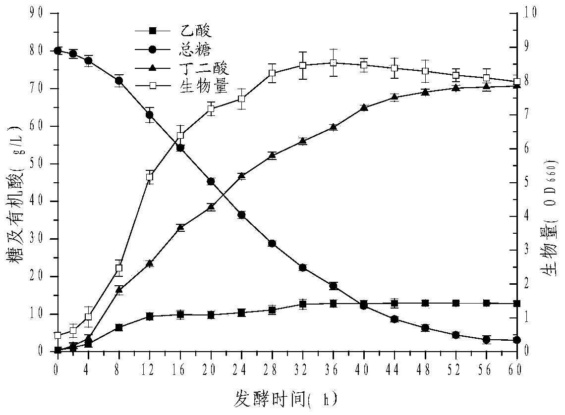 Method for producing succinic acid through fermentation of sugarcane juice