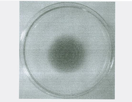 Raw-starch amylase producing penicillium and raw-starch amylase preparation produced thereby