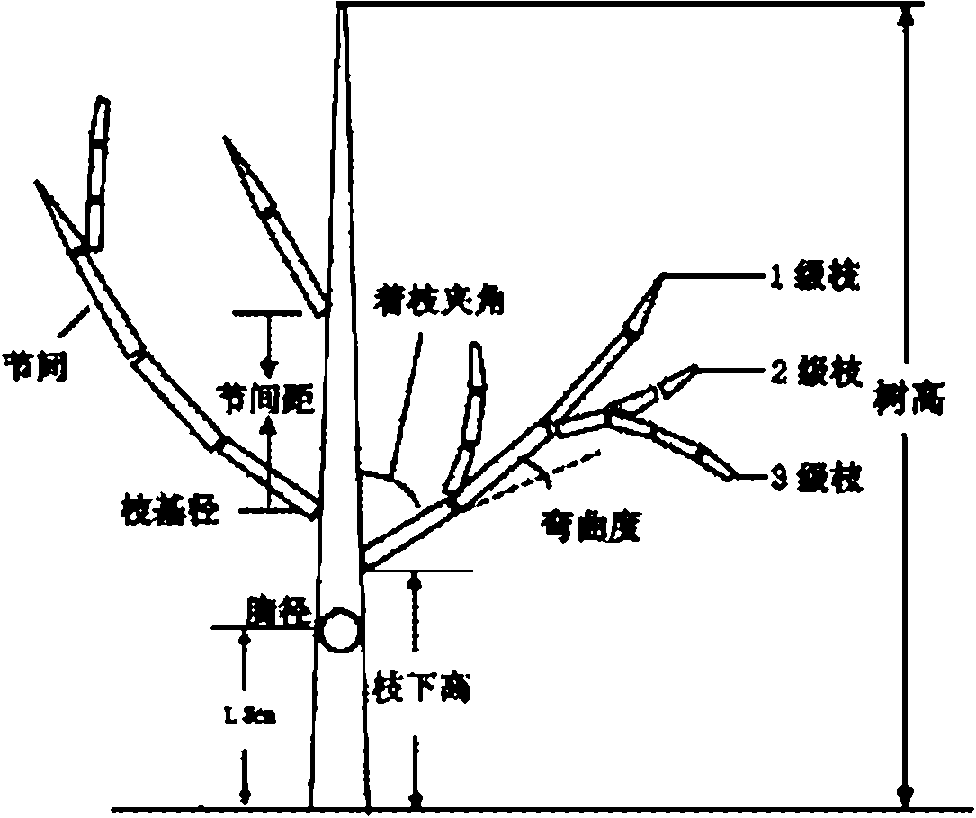 A Tree Simulation Method Based on Generalized Parametric Modeling