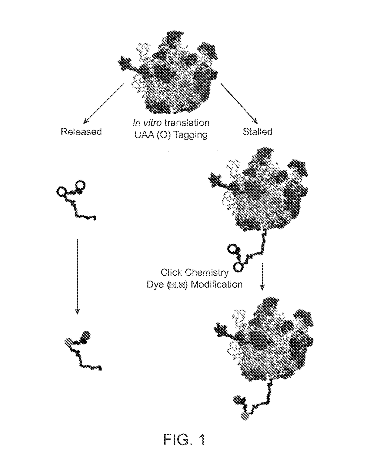 Single-Molecule Phenotype Analysis