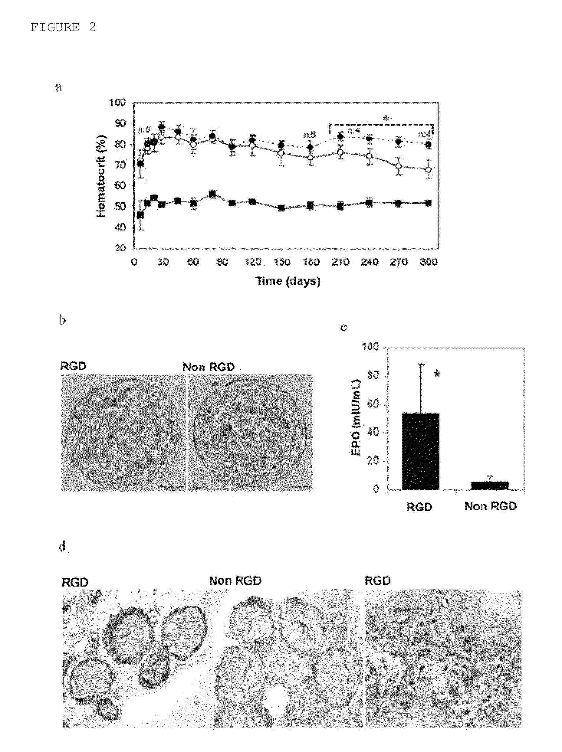 Rgd-modified alginate microparticles as a drug release system