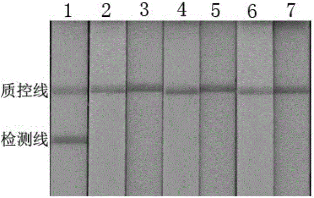 KHV (koi herpes virus) CPA (cross priming amplification) detection primer and application