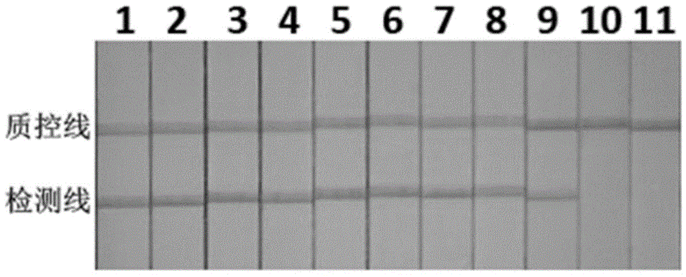 KHV (koi herpes virus) CPA (cross priming amplification) detection primer and application