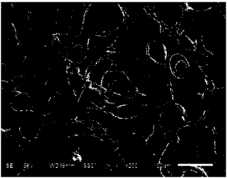 Starch-derived absorbable medical sponge and preparation method thereof