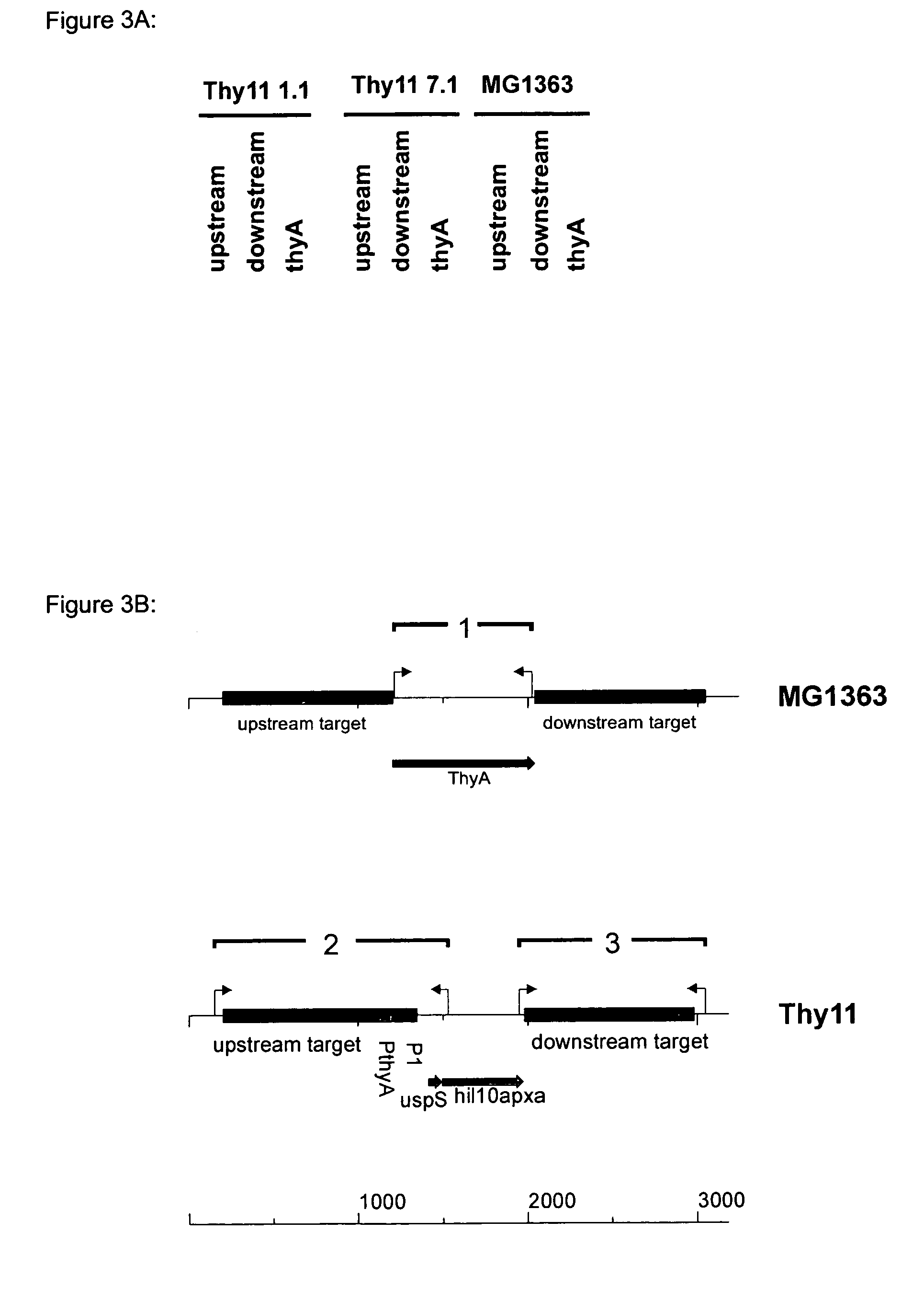 Self-containing Lactococcus strain