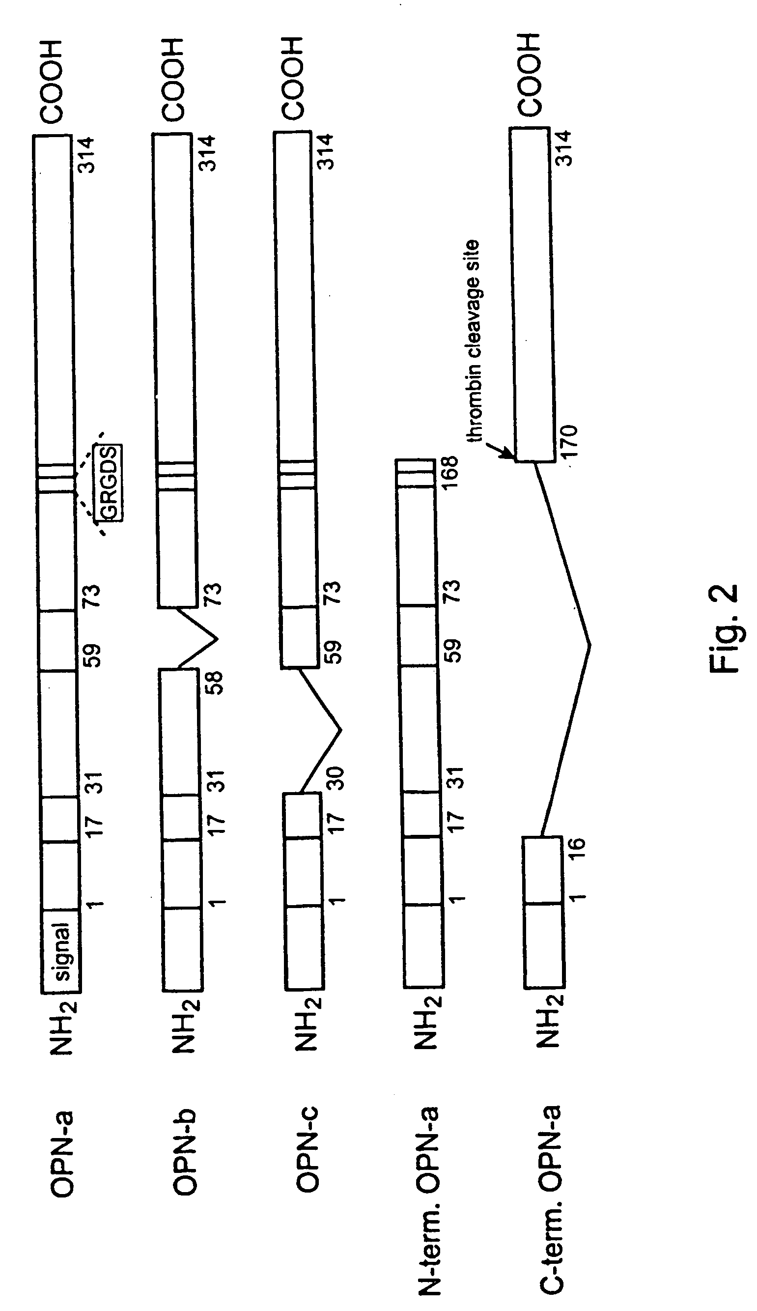 Use of osteopontin for the treatment and/or prevention of neurologic diseases