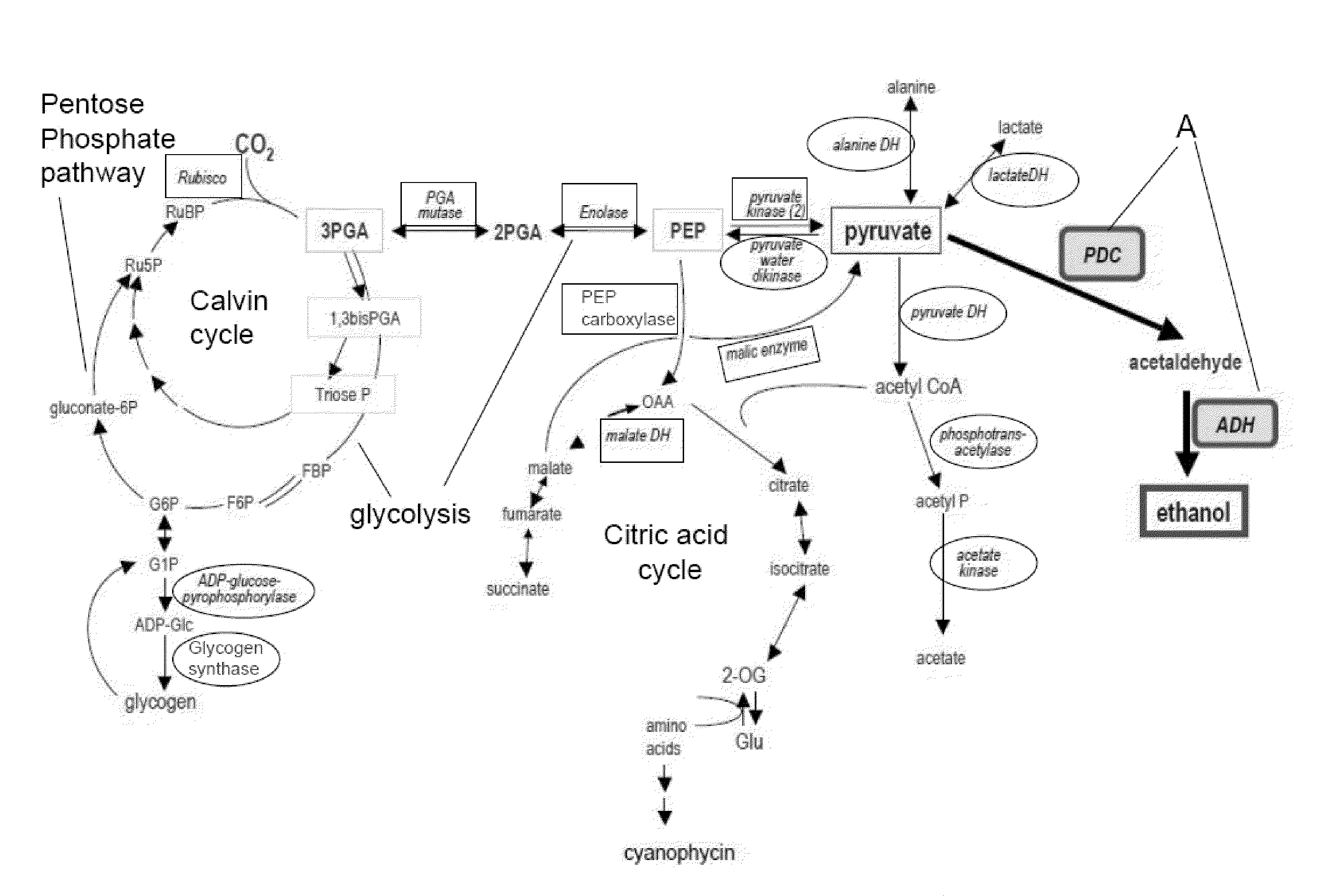 Genetically Modified Cyanobacteria for the Production of Ethanol