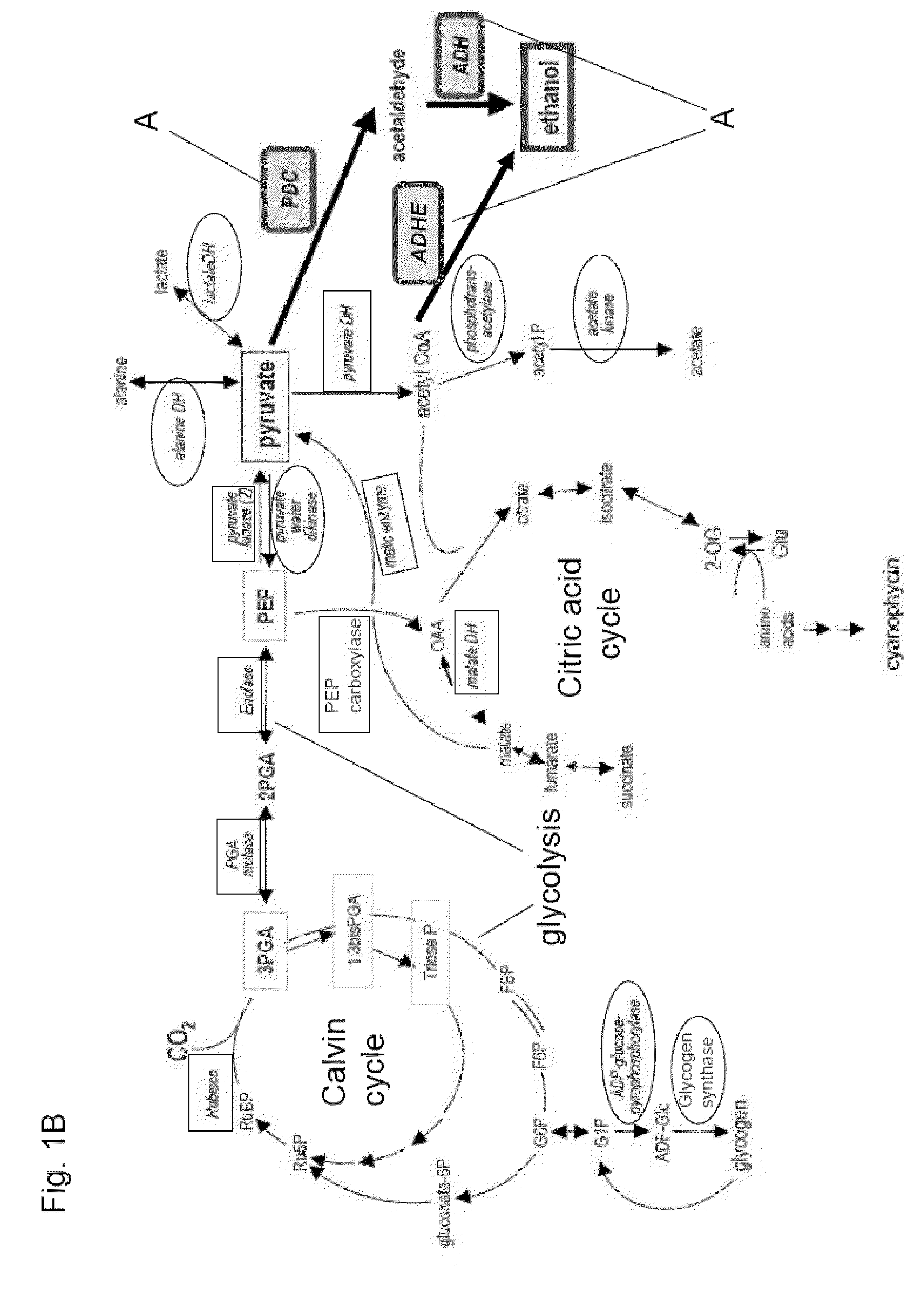 Genetically Modified Cyanobacteria for the Production of Ethanol