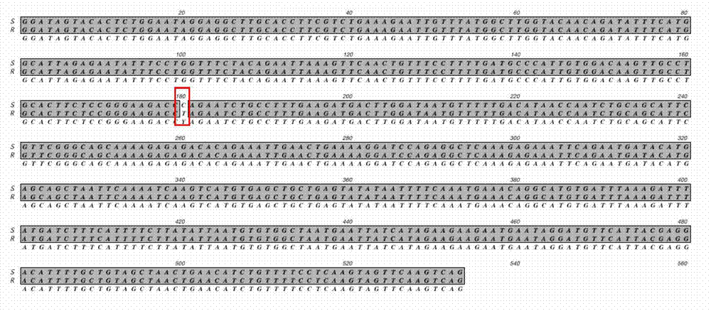 Method for molecular-marker-assisted selection of cowpea drought tolerant variety