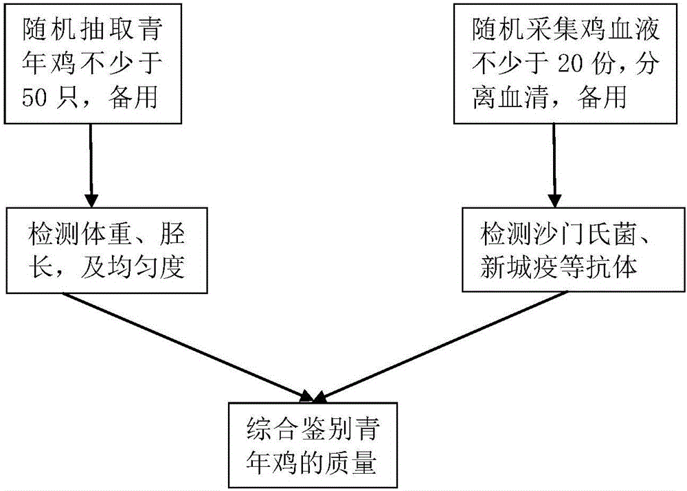 Identification method for high-quality medium-size young laying hen