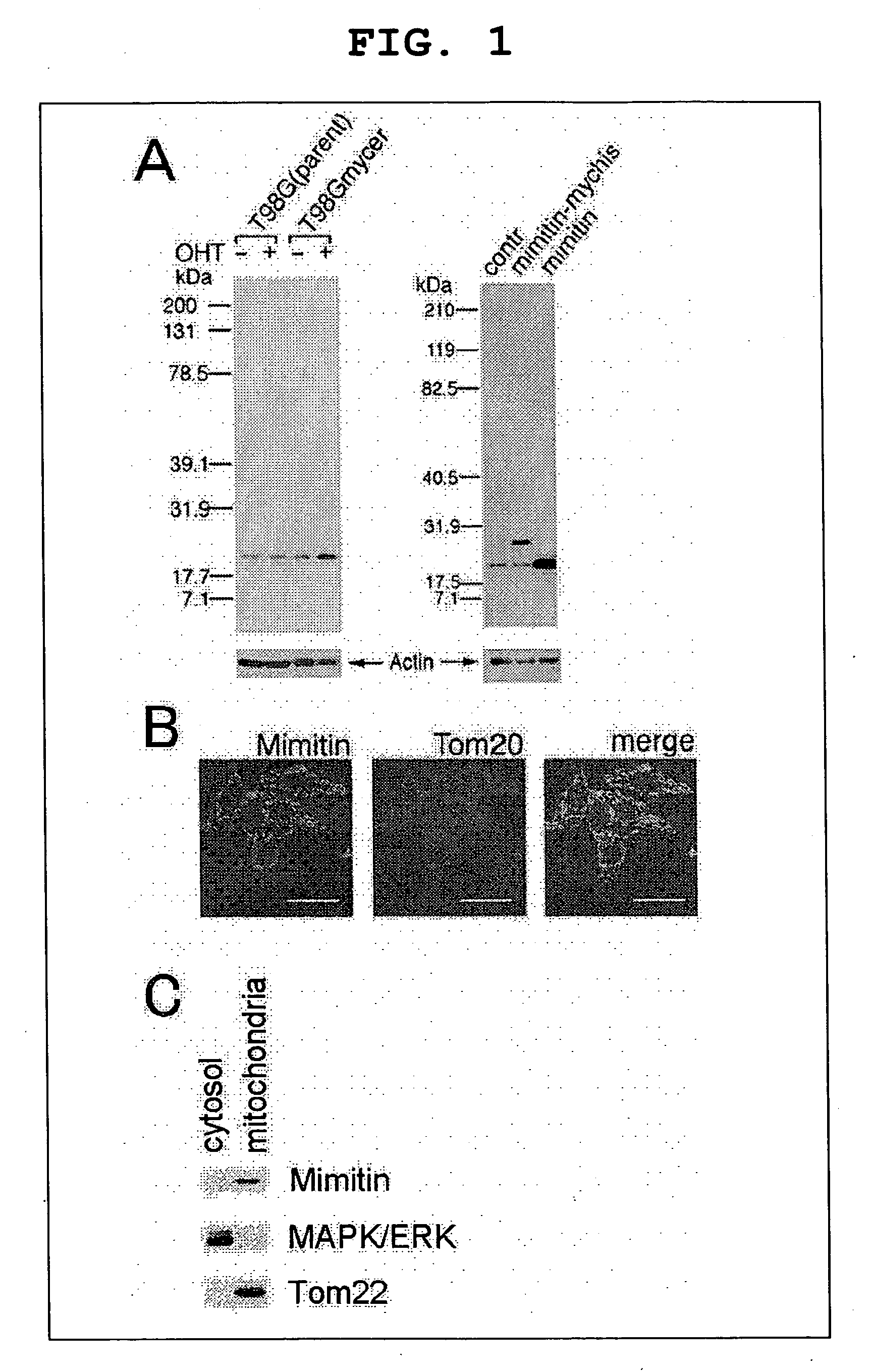 Target gene mimitin of myc