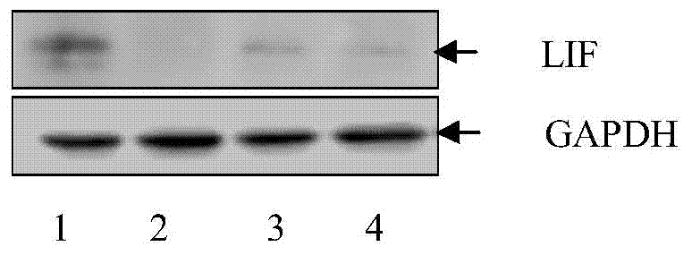 Nano-particle wrapped with small RNA (Ribose Nucleic Acid) for inhibiting embryo implantation