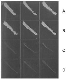 Application of reducing expression of OsSAMS1 protein and encoding gene thereof in improving plant resistance to rice dwarf virus