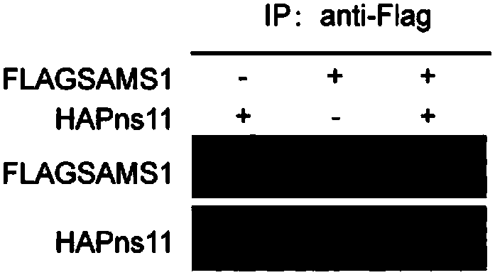 Application of reducing expression of OsSAMS1 protein and encoding gene thereof in improving plant resistance to rice dwarf virus