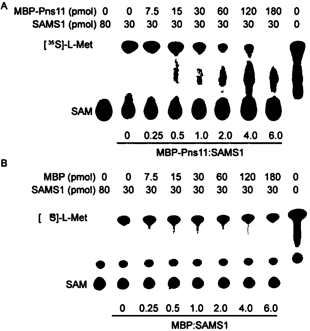 Application of reducing expression of OsSAMS1 protein and encoding gene thereof in improving plant resistance to rice dwarf virus