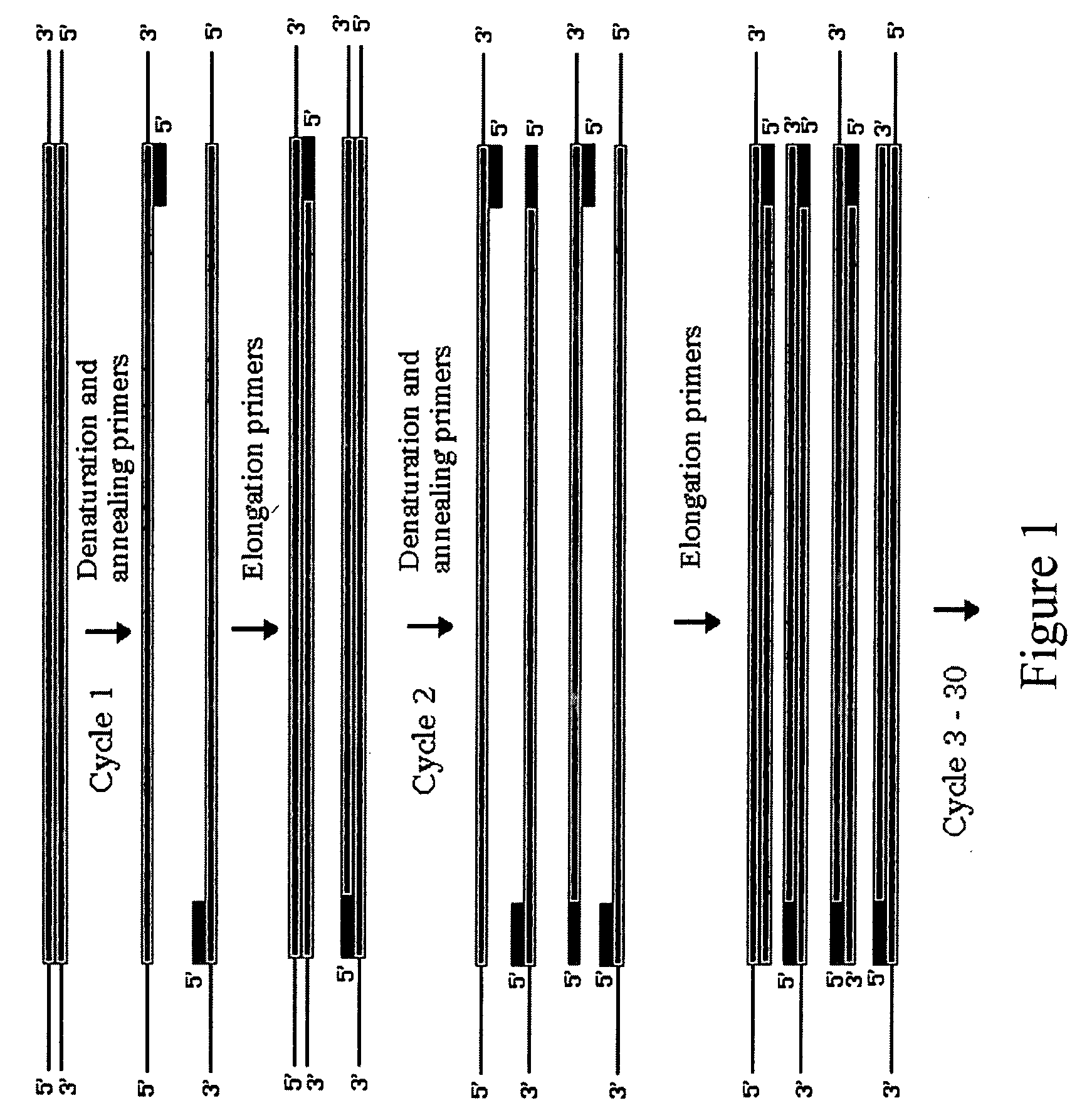 Method for assembling PCR fragments of DNA