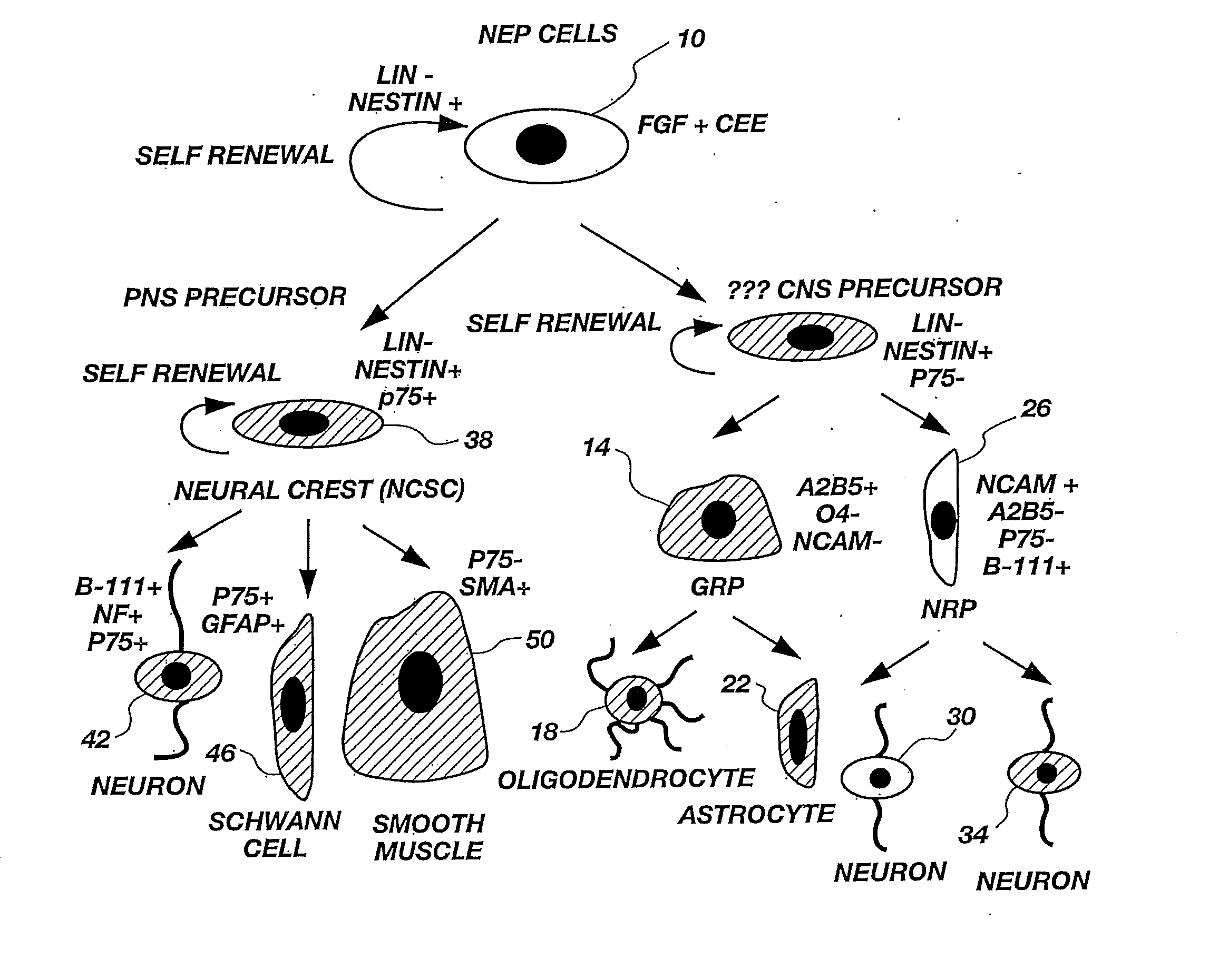 Lineage-Restricted Neuronal Precursors