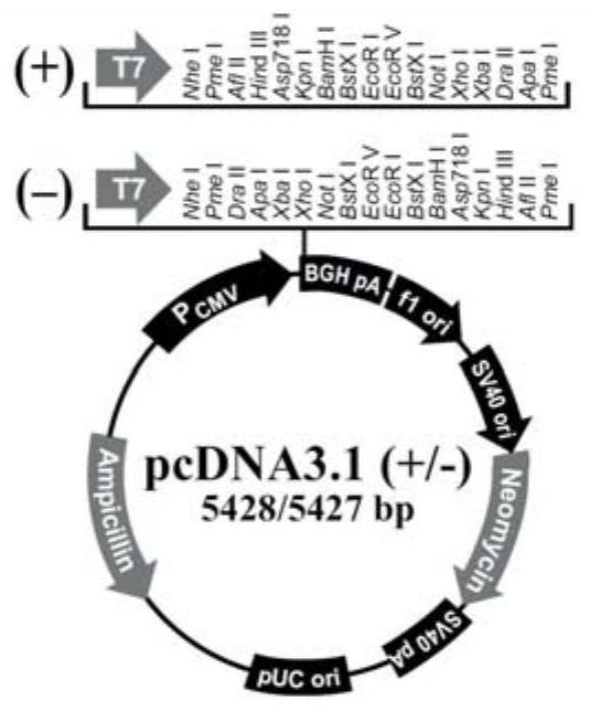 Signal peptide for improving secretory expression of recombinant protein in mammalian cells and application thereof