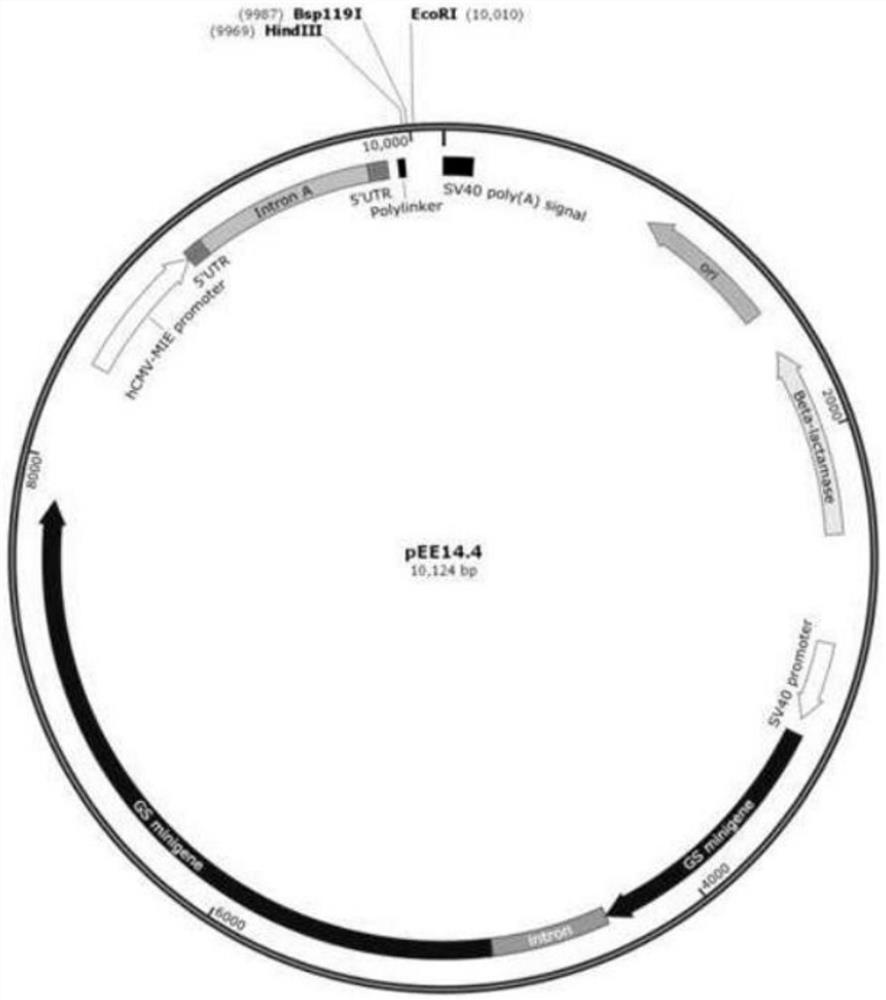 Signal peptide for improving secretory expression of recombinant protein in mammalian cells and application thereof