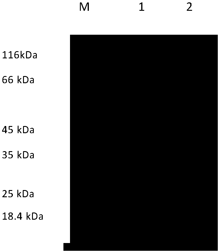 Colloidal gold immunochromatography test strip for detecting bovine rotavirus, and preparation method and application thereof