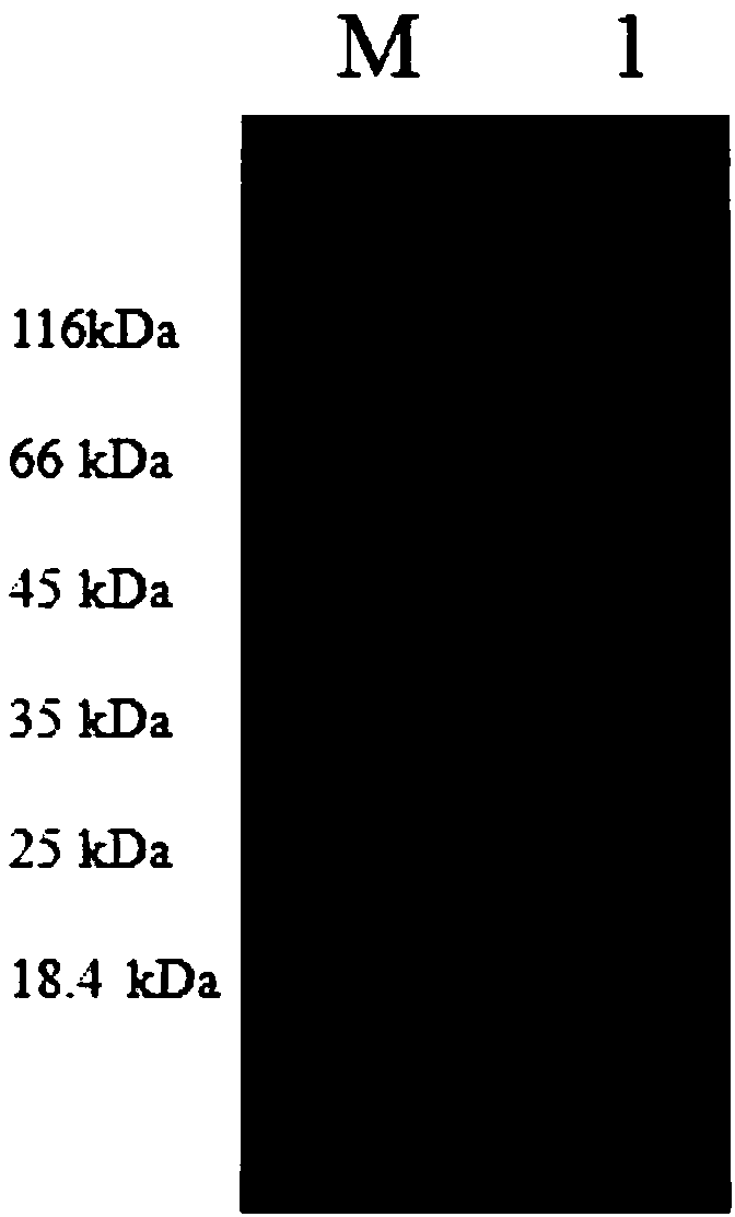 Colloidal gold immunochromatography test strip for detecting bovine rotavirus, and preparation method and application thereof