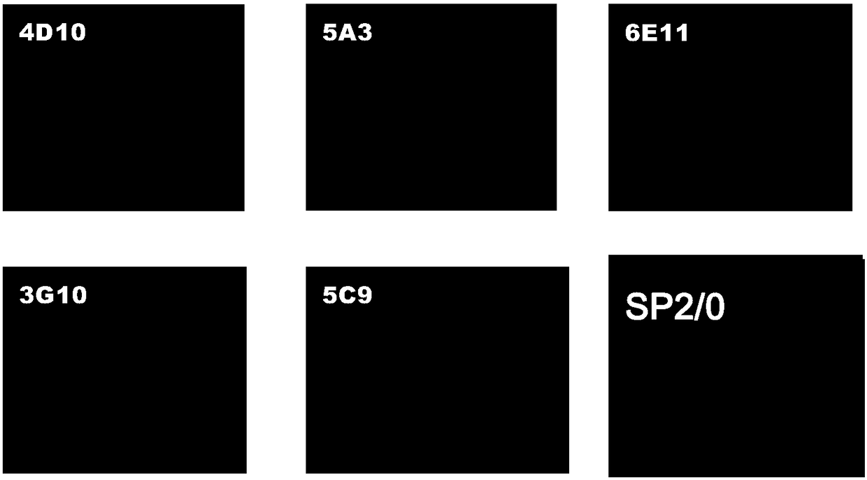 Colloidal gold immunochromatography test strip for detecting bovine rotavirus, and preparation method and application thereof