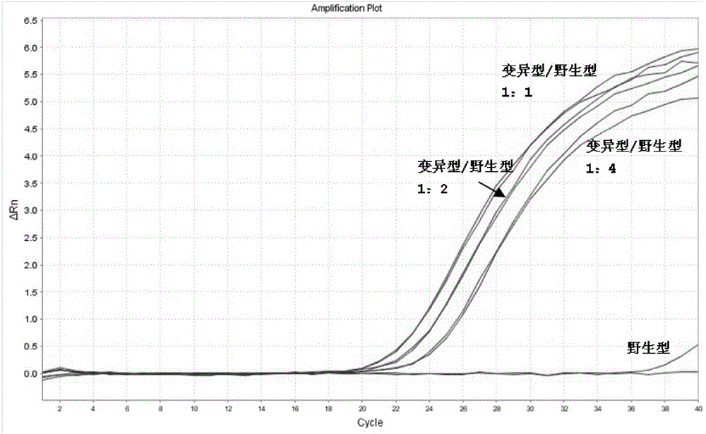 Method of extracting mycobacterium tuberculosis DNA and kit for detecting multiple drug resistance of mycobacterium tuberculosis