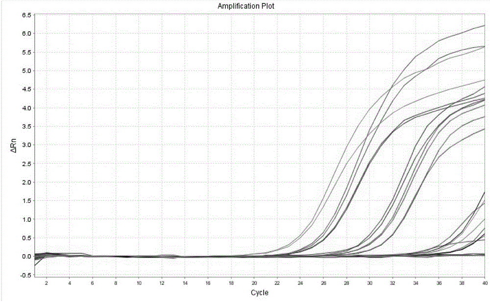 Method of extracting mycobacterium tuberculosis DNA and kit for detecting multiple drug resistance of mycobacterium tuberculosis