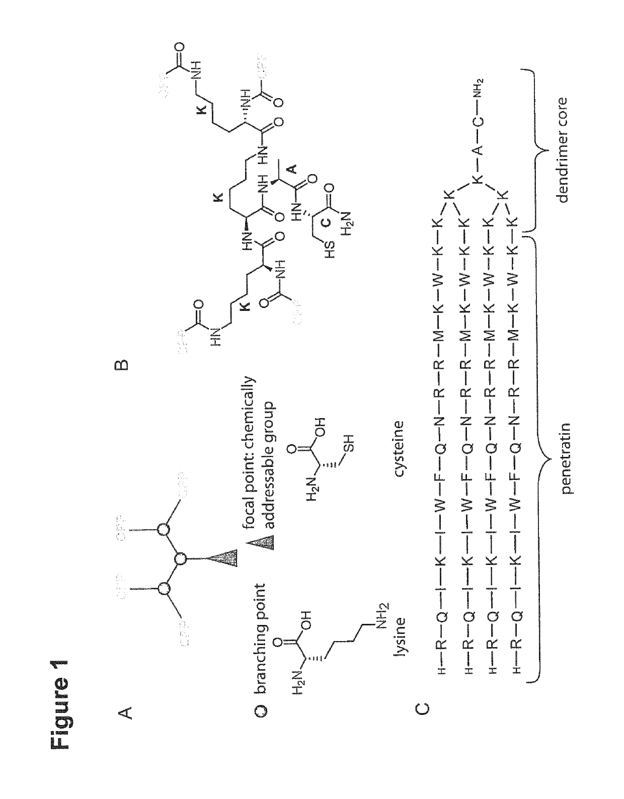 Conjugates of proteins and multivalent cell-penetrating peptides and their uses