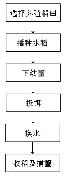 Rice and crab symbiotic cultivation method