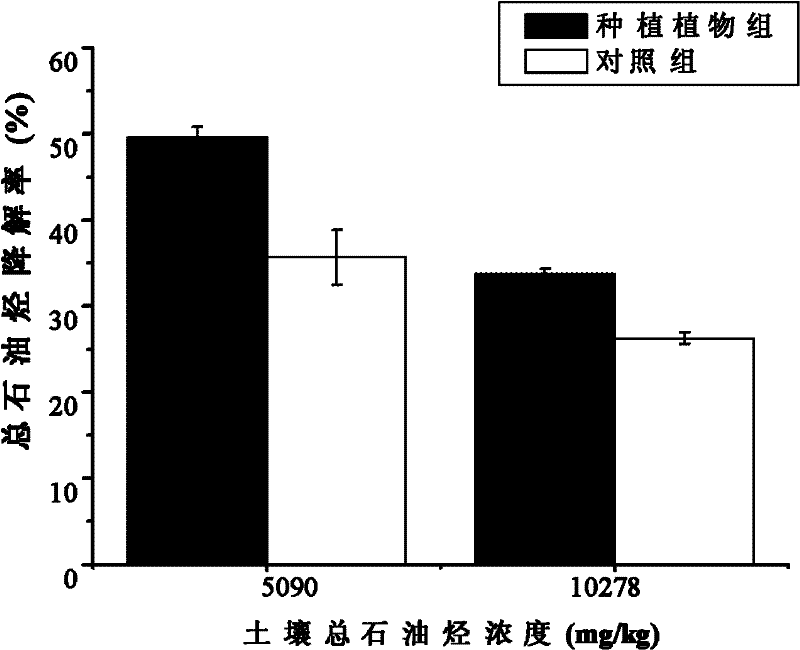 Method of remedying petroleum hydrocarbon contaminated soil by using ornamental plant Portulaca Grandiflora L.