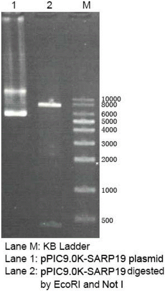 Hdiv-SARP19-I1 gene and antibacterial application of recombination protein of Hdiv-SARP19-I1 gene