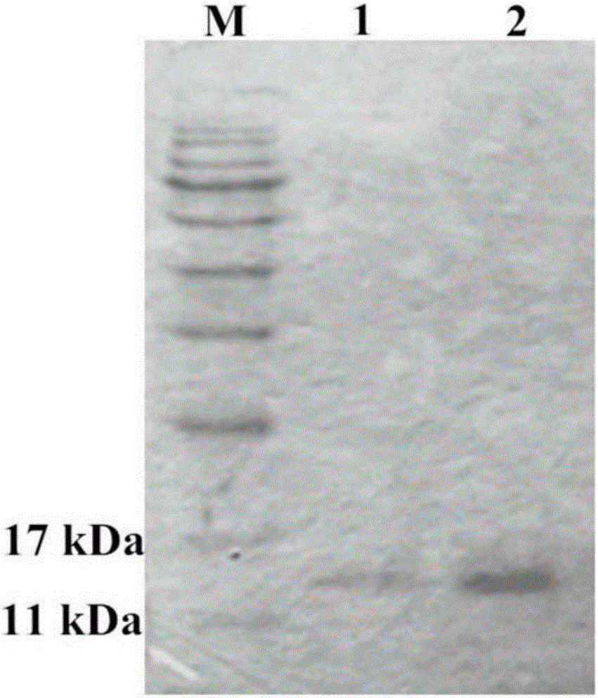 Hdiv-SARP19-I1 gene and antibacterial application of recombination protein of Hdiv-SARP19-I1 gene