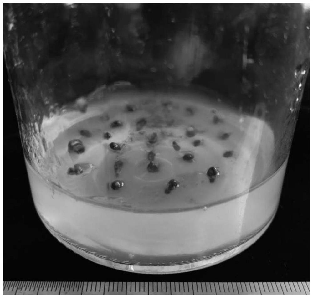 Method for culturing young embryos of Pyrus bretschneideri