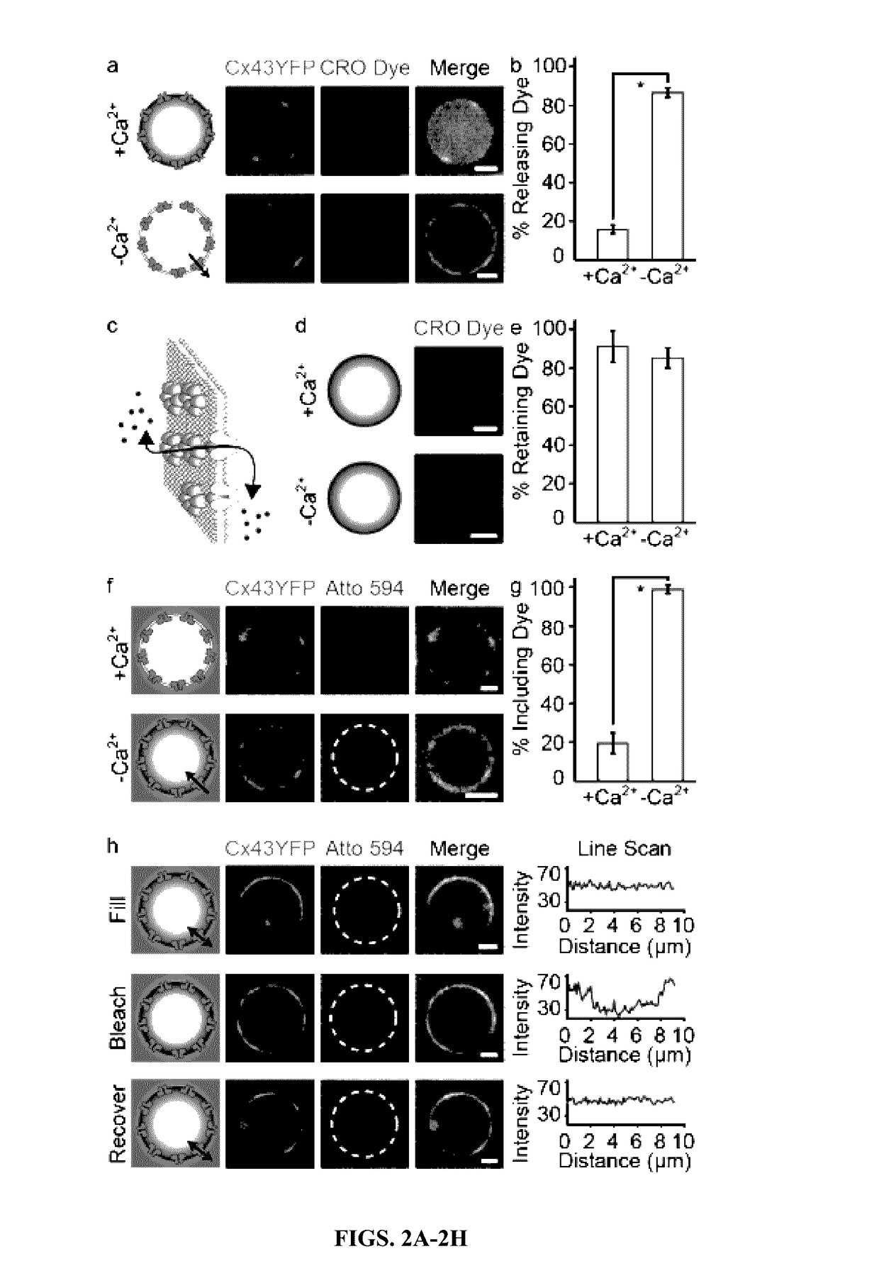 Plasma membrane vesicles comprising functional transmembrane proteins